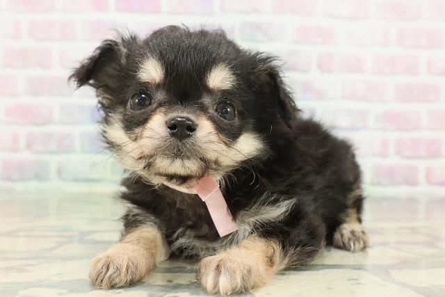 千葉県のチワプー/プーチー(チワワ×プードル) (Coo&RIKU南柏店/2026年2月8日生まれ/女の子/ブラックタン)の子犬の2枚目の画像