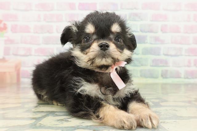 千葉県のチワプー/プーチー(チワワ×プードル) (Coo&RIKU南柏店/2026年2月8日生まれ/女の子/ブラックタン)の子犬の3枚目の画像