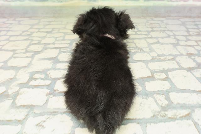 千葉県のチワプー/プーチー(チワワ×プードル) (Coo&RIKU南柏店/2026年2月8日生まれ/女の子/ブラックタン)の子犬の4枚目の画像