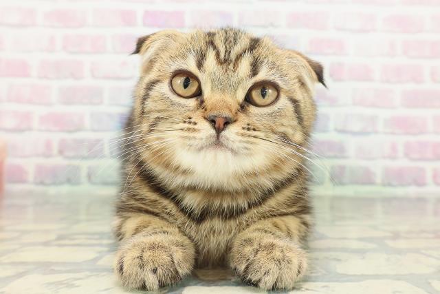 スコティッシュフォールド