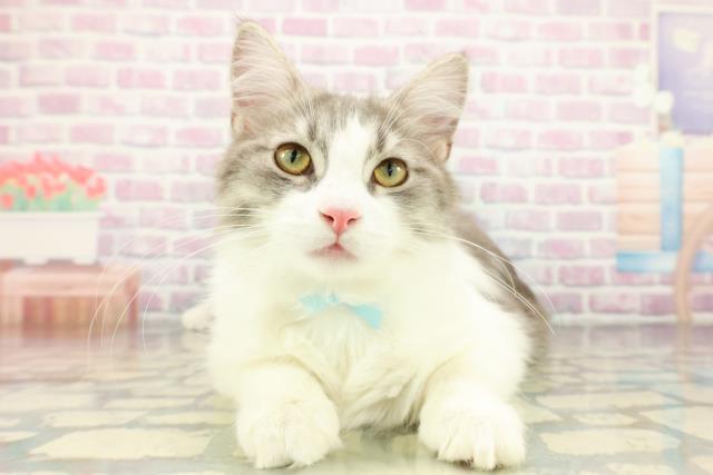 ノルウェージャン・フォレストキャット