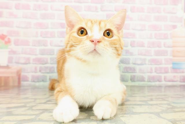 千葉県のマンチカン (Coo&RIKUアクロスモール新鎌ケ谷店/2025年10月27日生まれ/男の子/レッドタビーホワイト)の子猫の1枚目の画像