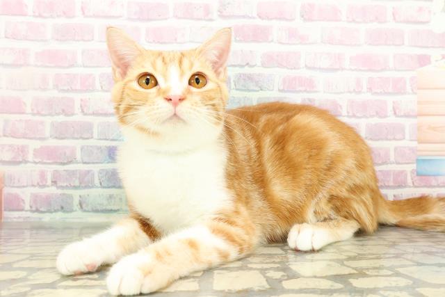 千葉県のマンチカン (Coo&RIKUアクロスモール新鎌ケ谷店/2025年10月27日生まれ/男の子/レッドタビーホワイト)の子猫の2枚目の画像