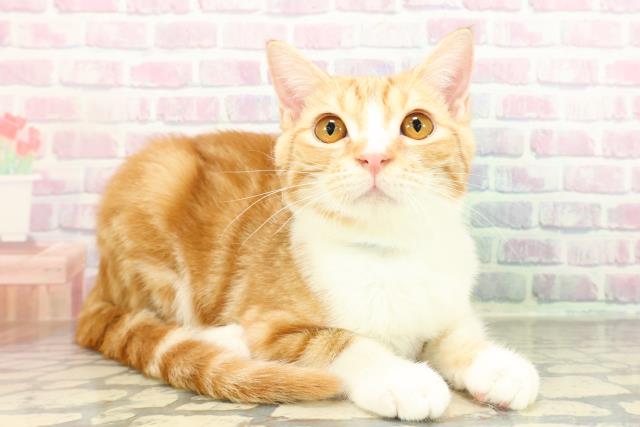 千葉県のマンチカン (Coo&RIKUアクロスモール新鎌ケ谷店/2025年10月27日生まれ/男の子/レッドタビーホワイト)の子猫の3枚目の画像