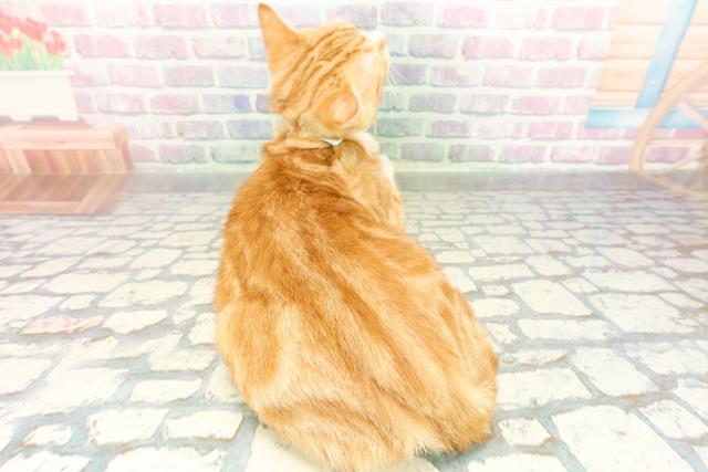 千葉県のマンチカン (Coo&RIKUアクロスモール新鎌ケ谷店/2025年10月27日生まれ/男の子/レッドタビーホワイト)の子猫の4枚目の画像