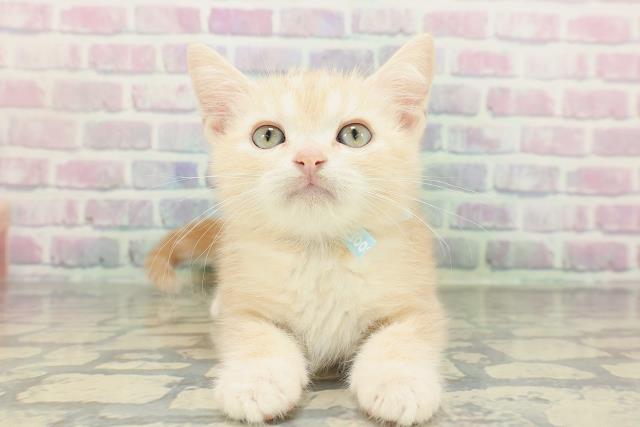 神奈川県のアメリカンショートヘアー (Coo&RIKUパウ川崎店/2026年2月5日生まれ/男の子/レッドタビー)の子猫の1枚目の画像