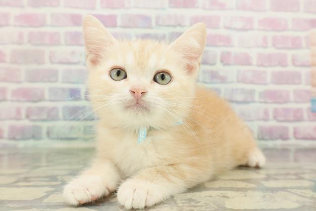 神奈川県のアメリカンショートヘアー (Coo&RIKUパウ川崎店/2026年2月5日生まれ/男の子/レッドタビー)の子猫の2枚目の画像