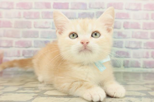 神奈川県のアメリカンショートヘアー (Coo&RIKUパウ川崎店/2026年2月5日生まれ/男の子/レッドタビー)の子猫の3枚目の画像