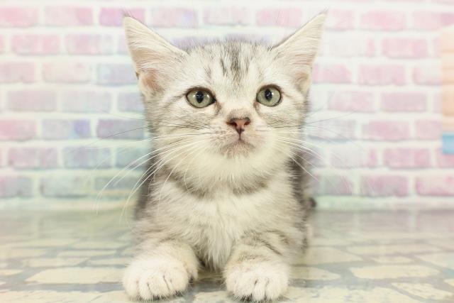 埼玉県のアメリカンショートヘアー (Coo&RIKU所沢店/2026年2月5日生まれ/女の子/シルバータビー)の子猫
