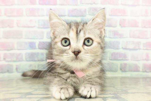 東京都のアメリカンショートヘアー (Coo&RIKU赤坂店/2026年2月5日生まれ/女の子/シルバーパッチドタビー)の子猫