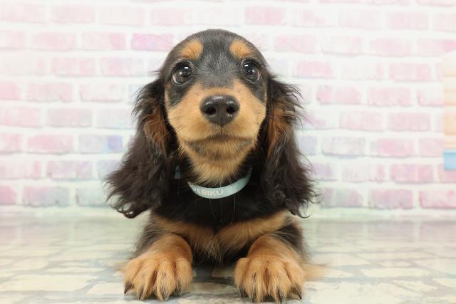 神奈川県のミニチュアダックスフンド(ロング) (Coo&RIKU江の島店/2026年1月19日生まれ/男の子/ブラックタン)の子犬の1枚目の画像