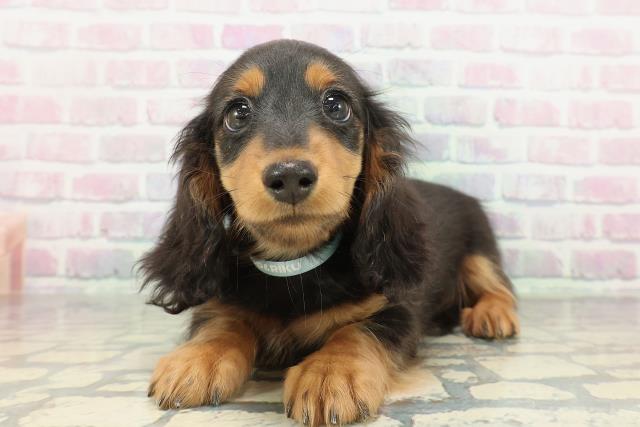 神奈川県のミニチュアダックスフンド(ロング) (Coo&RIKU江の島店/2026年1月19日生まれ/男の子/ブラックタン)の子犬の2枚目の画像