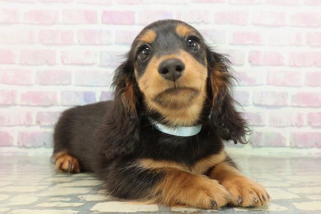 神奈川県のミニチュアダックスフンド(ロング) (Coo&RIKU江の島店/2026年1月19日生まれ/男の子/ブラックタン)の子犬の3枚目の画像