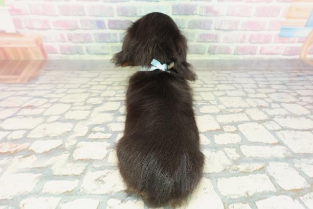 神奈川県のミニチュアダックスフンド(ロング) (Coo&RIKU江の島店/2026年1月19日生まれ/男の子/ブラックタン)の子犬の4枚目の画像