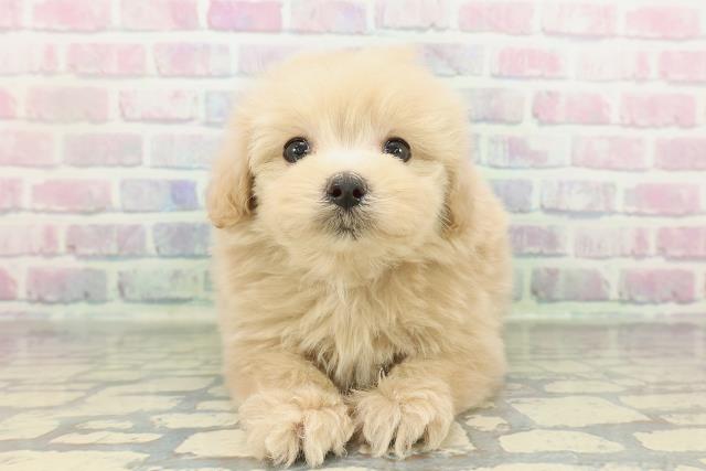 東京都のポメプー(ポメラニアン×プードル) (Coo&RIKU三軒茶屋店/2026年2月11日生まれ/男の子/アプリコット)の子犬の1枚目の画像