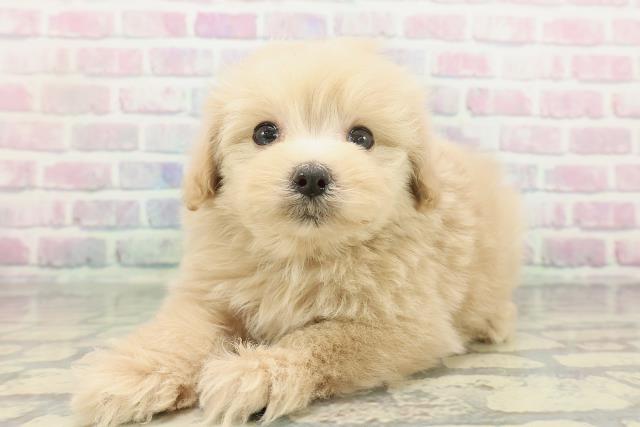 東京都のポメプー(ポメラニアン×プードル) (Coo&RIKU三軒茶屋店/2026年2月11日生まれ/男の子/アプリコット)の子犬の2枚目の画像