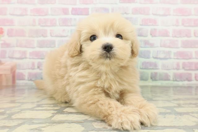 東京都のポメプー(ポメラニアン×プードル) (Coo&RIKU三軒茶屋店/2026年2月11日生まれ/男の子/アプリコット)の子犬の3枚目の画像