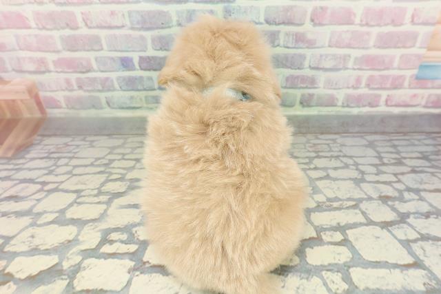 東京都のポメプー(ポメラニアン×プードル) (Coo&RIKU三軒茶屋店/2026年2月11日生まれ/男の子/アプリコット)の子犬の4枚目の画像