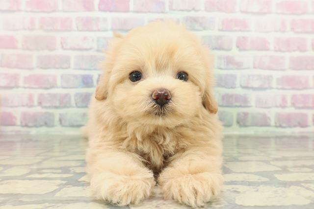 東京都のポメプー(ポメラニアン×プードル) (Coo&RIKU池袋西口店/2026年2月11日生まれ/男の子/アプリコット)の子犬の1枚目の画像