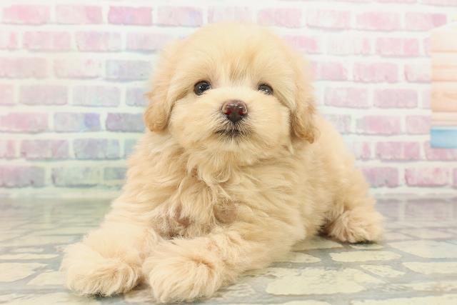 東京都のポメプー(ポメラニアン×プードル) (Coo&RIKU池袋西口店/2026年2月11日生まれ/男の子/アプリコット)の子犬の2枚目の画像