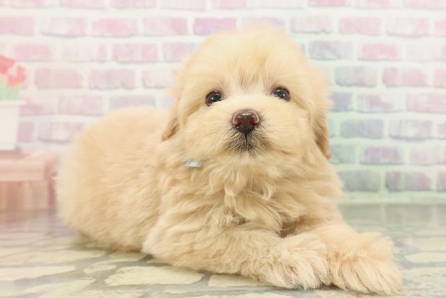 東京都のポメプー(ポメラニアン×プードル) (Coo&RIKU池袋西口店/2026年2月11日生まれ/男の子/アプリコット)の子犬の3枚目の画像