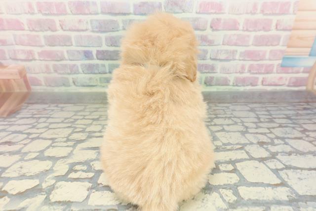 東京都のポメプー(ポメラニアン×プードル) (Coo&RIKU池袋西口店/2026年2月11日生まれ/男の子/アプリコット)の子犬の4枚目の画像
