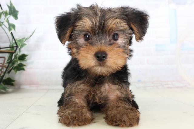熊本県のヨークシャーテリア (Coo&RIKUカリーノ菊陽店/2026年2月9日生まれ/男の子/スチールブルータン)の子犬の1枚目の画像