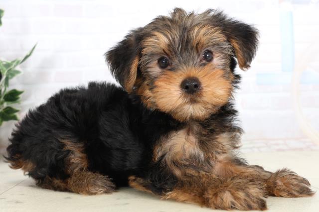 熊本県のヨークシャーテリア (Coo&RIKUカリーノ菊陽店/2026年2月9日生まれ/男の子/スチールブルータン)の子犬の2枚目の画像