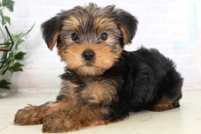 熊本県のヨークシャーテリア (Coo&RIKUカリーノ菊陽店/2026年2月9日生まれ/男の子/スチールブルータン)の子犬の3枚目の画像