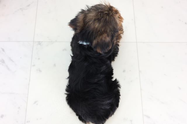 熊本県のヨークシャーテリア (Coo&RIKUカリーノ菊陽店/2026年2月9日生まれ/男の子/スチールブルータン)の子犬の4枚目の画像