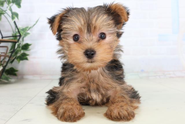 福岡県のヨークシャーテリア (Coo&RIKU大牟田店/2026年2月9日生まれ/女の子/スチールブルータン)の子犬の1枚目の画像