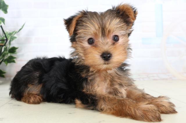 福岡県のヨークシャーテリア (Coo&RIKU大牟田店/2026年2月9日生まれ/女の子/スチールブルータン)の子犬の2枚目の画像