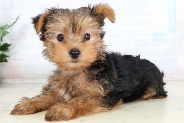 福岡県のヨークシャーテリア (Coo&RIKU大牟田店/2026年2月9日生まれ/女の子/スチールブルータン)の子犬の3枚目の画像