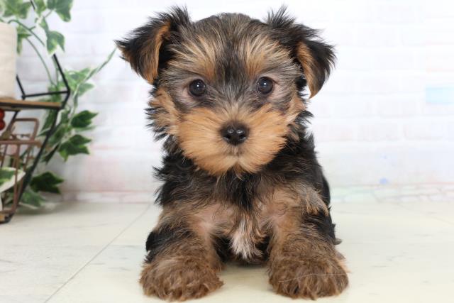 ヨークシャーテリア