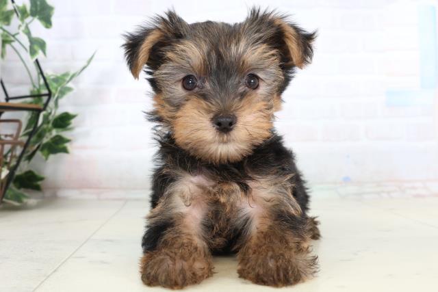 熊本県のヨークシャーテリア (Coo&RIKU宇土シティモール店/2026年2月9日生まれ/女の子/スチールブルータン)の子犬の1枚目の画像