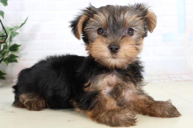 熊本県のヨークシャーテリア (Coo&RIKU宇土シティモール店/2026年2月9日生まれ/女の子/スチールブルータン)の子犬の2枚目の画像