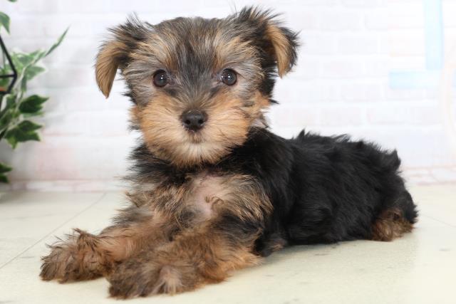 熊本県のヨークシャーテリア (Coo&RIKU宇土シティモール店/2026年2月9日生まれ/女の子/スチールブルータン)の子犬の3枚目の画像