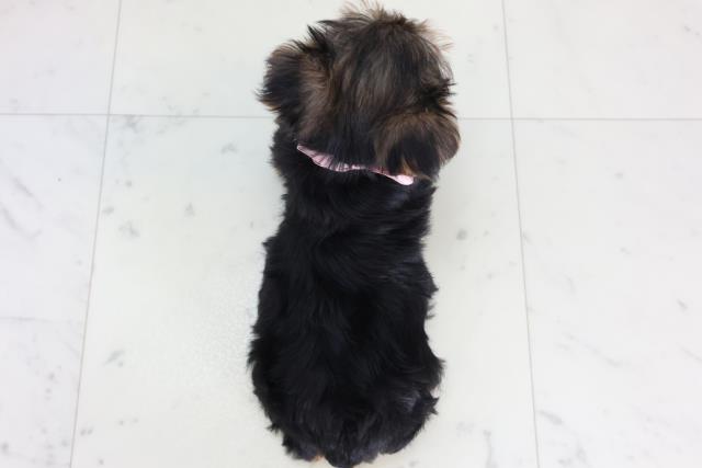 熊本県のヨークシャーテリア (Coo&RIKU宇土シティモール店/2026年2月9日生まれ/女の子/スチールブルータン)の子犬の4枚目の画像