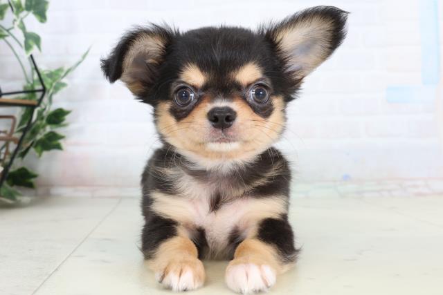 チワワ（ロングコート）