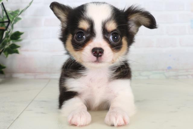 福岡県のチワワ(ロング) (Coo&RIKU久留米店/2026年2月9日生まれ/男の子/ブラックタンホワイト)の子犬の1枚目の画像