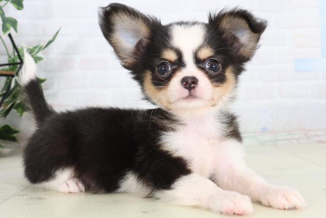 福岡県のチワワ(ロング) (Coo&RIKU久留米店/2026年2月9日生まれ/男の子/ブラックタンホワイト)の子犬の2枚目の画像