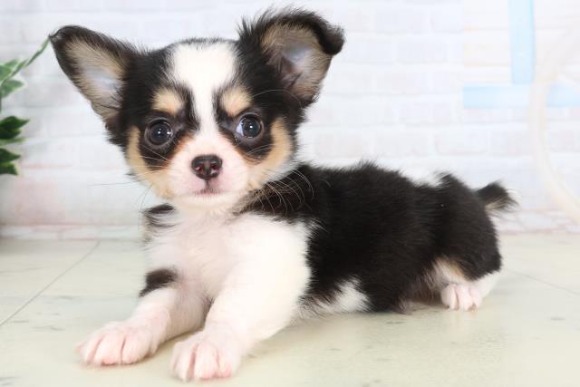 福岡県のチワワ(ロング) (Coo&RIKU久留米店/2026年2月9日生まれ/男の子/ブラックタンホワイト)の子犬の3枚目の画像