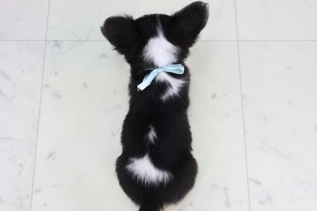 福岡県のチワワ(ロング) (Coo&RIKU久留米店/2026年2月9日生まれ/男の子/ブラックタンホワイト)の子犬の4枚目の画像