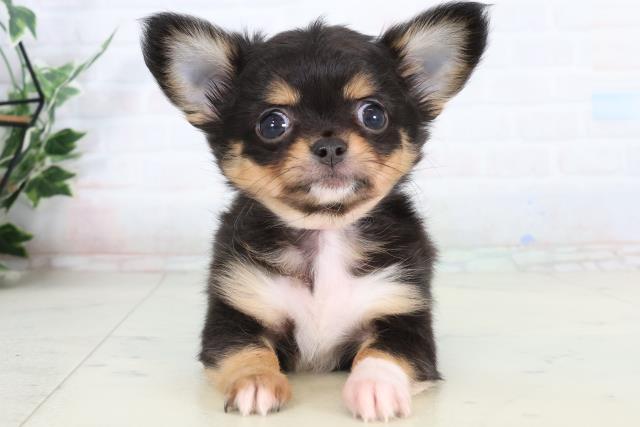 チワワ（ロングコート）