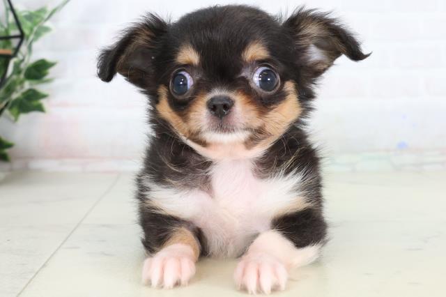 福岡県のチワワ(ロング) (Coo&RIKU福岡東店/2026年2月9日生まれ/女の子/ブラックタンホワイト)の子犬の1枚目の画像