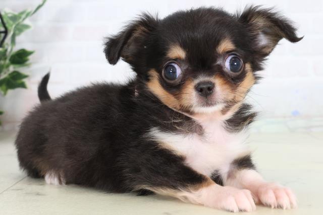 福岡県のチワワ(ロング) (Coo&RIKU福岡東店/2026年2月9日生まれ/女の子/ブラックタンホワイト)の子犬の2枚目の画像