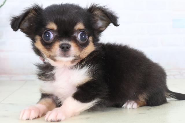 福岡県のチワワ(ロング) (Coo&RIKU福岡東店/2026年2月9日生まれ/女の子/ブラックタンホワイト)の子犬の3枚目の画像