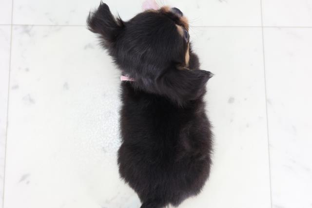 福岡県のチワワ(ロング) (Coo&RIKU福岡東店/2026年2月9日生まれ/女の子/ブラックタンホワイト)の子犬の4枚目の画像