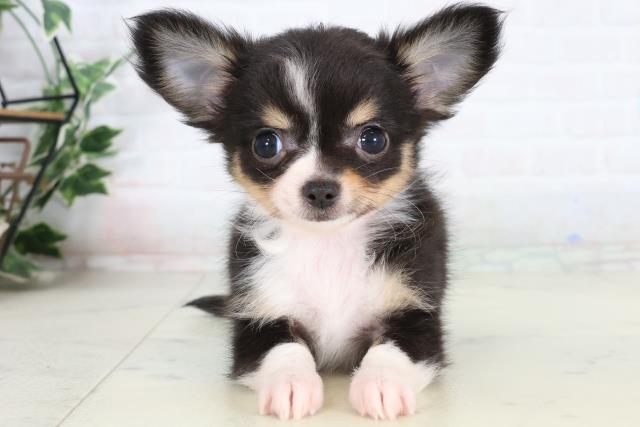 チワワ（ロングコート）