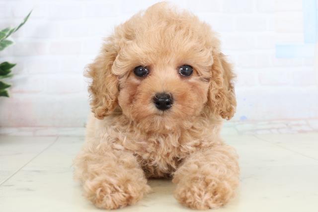 トイ・プードル